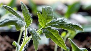 Tomato plant